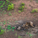 Aerial view of the remains of a poached White Rhino, Phinda private Game Reserve, KwaZulu Natal, South Africa